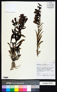 Penstemon speciosus image