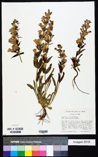 Penstemon strictiformis image