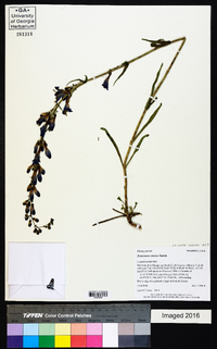 Penstemon strictus image