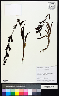 Penstemon strictus image