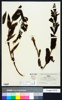 Penstemon venustus image