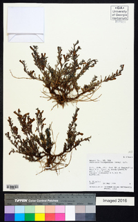 Penstemon thompsoniae image