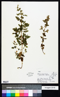 Phtheirospermum japonicum image