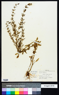 Scoparia dulcis image