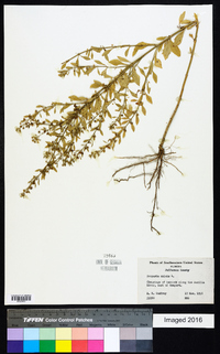 Scoparia dulcis image