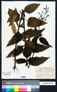 Scrophularia lanceolata image