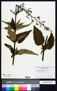 Scrophularia lanceolata image