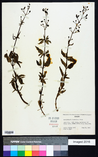 Scrophularia lanceolata image