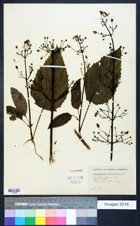 Scrophularia marilandica image