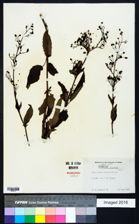 Scrophularia marilandica image