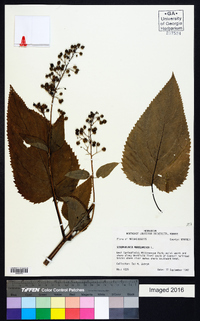 Scrophularia marilandica image