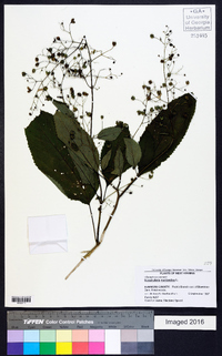 Scrophularia marilandica image