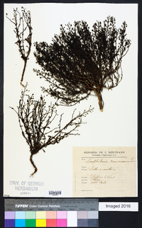 Scrophularia ramosissima image