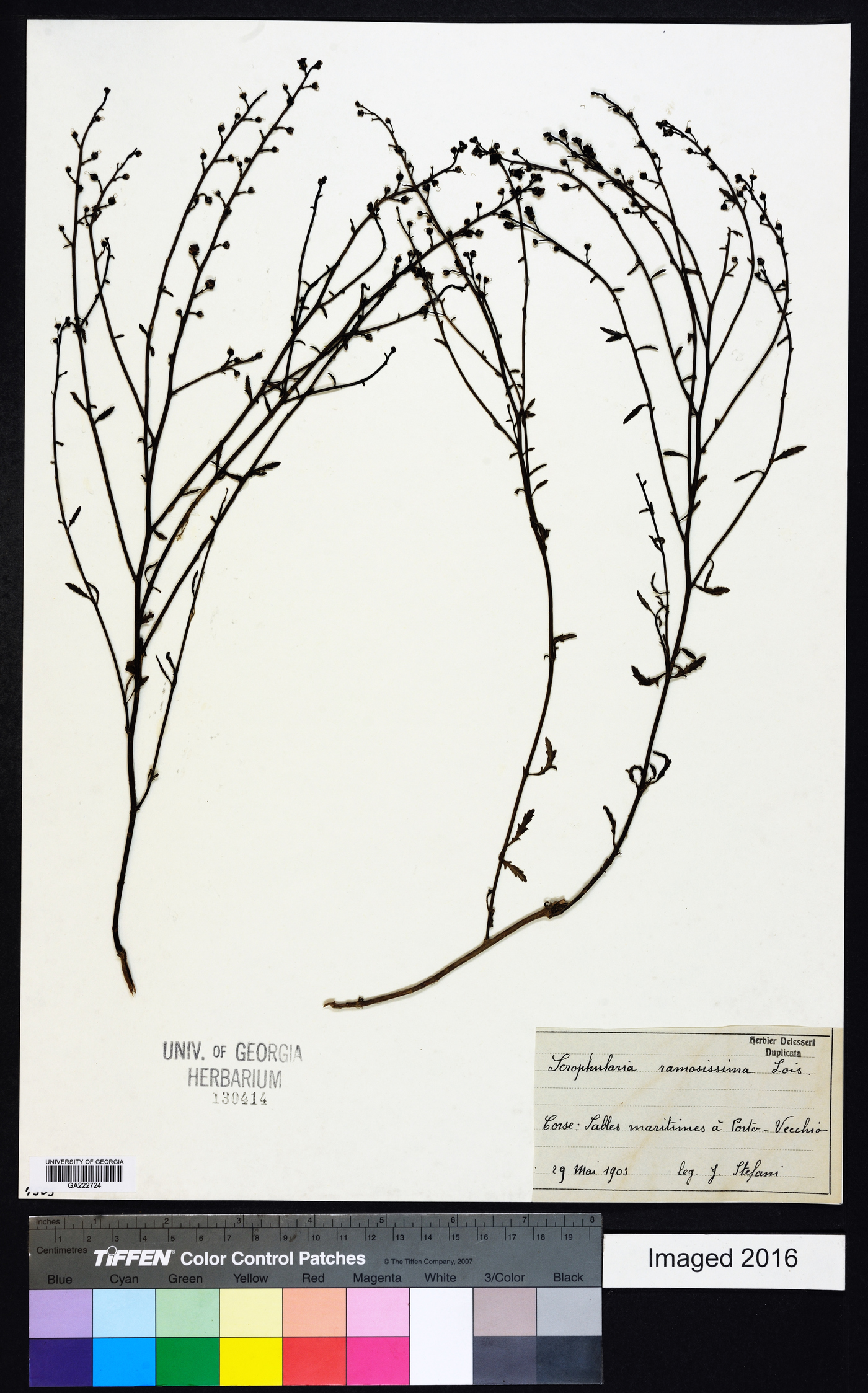 Scrophularia ramosissima image