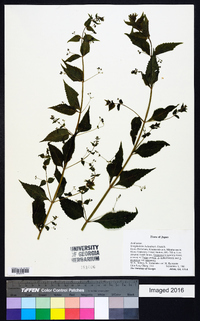 Image of Scrophularia kakudensis