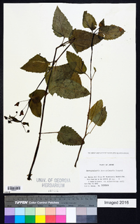 Image of Scrophularia musashiensis