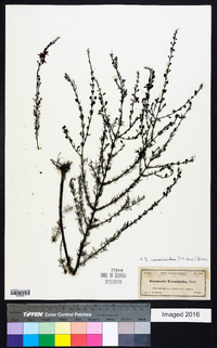 Seymeria cassioides image