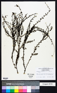 Seymeria cassioides image