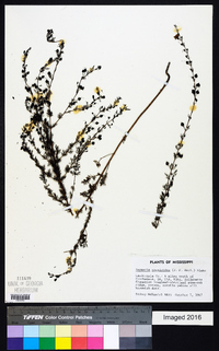 Seymeria cassioides image