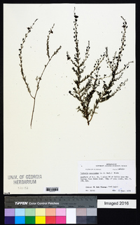 Seymeria cassioides image