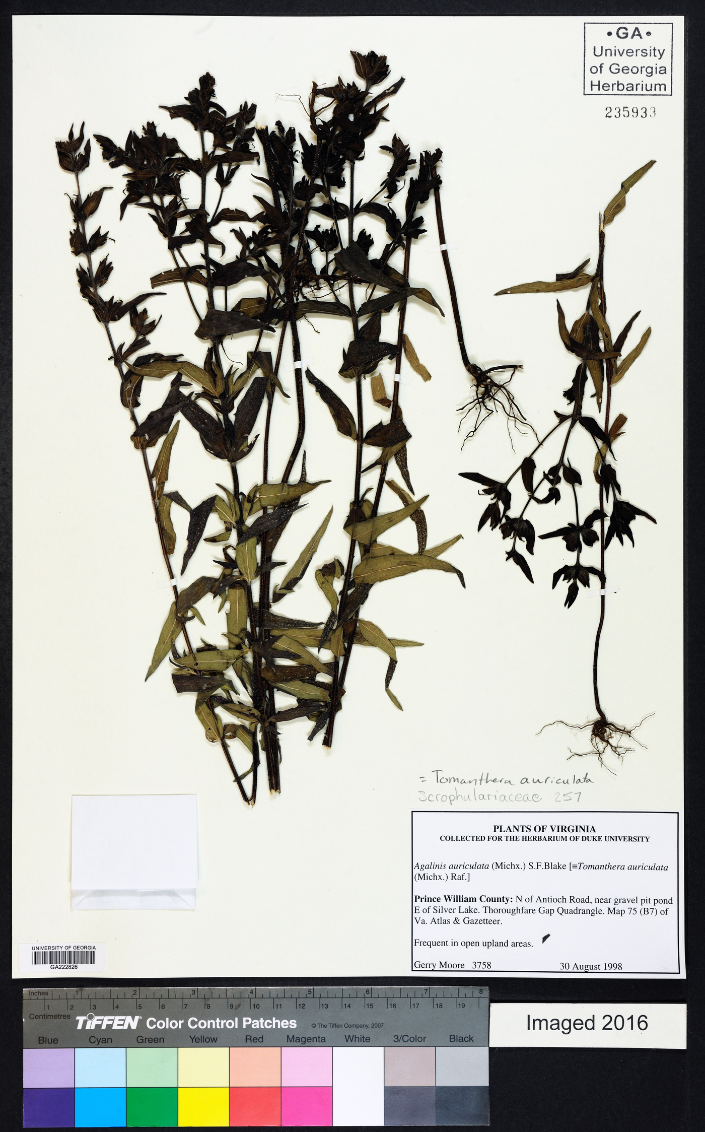 Tomanthera auriculata image