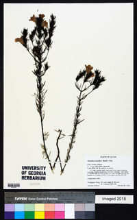 Tomanthera densiflora image