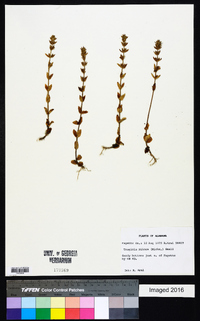 Tragiola pilosa image