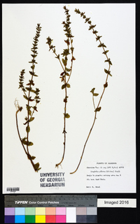 Tragiola pilosa image
