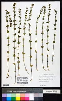 Tragiola pilosa image