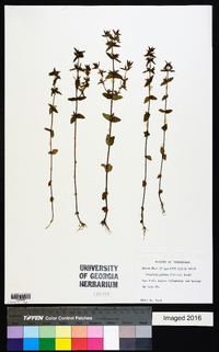 Tragiola pilosa image
