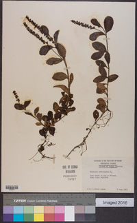 Veronica officinalis image