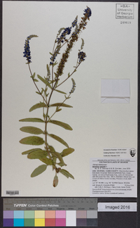 Veronica spicata image