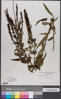 Veronica longifolia image