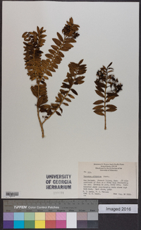 Veronica elliptica image