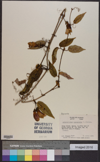 Bignonia capreolata image