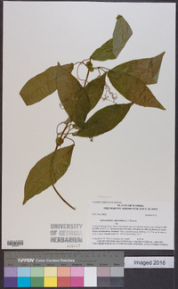 Bignonia capreolata image