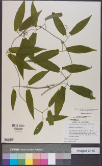 Bignonia capreolata image