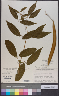 Bignonia capreolata image