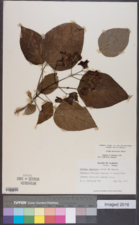 Catalpa bignonioides image