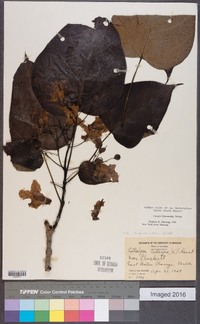 Catalpa bignonioides image