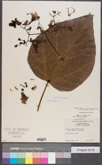 Catalpa bignonioides image