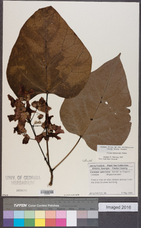 Catalpa bignonioides image