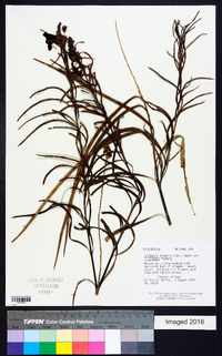 Chilopsis linearis image