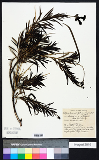 Chilopsis linearis image