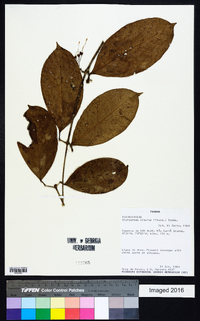 Clytostoma binatum image