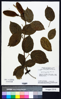 Amphilophium elongatum image