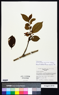 Image of Gibsoniothamnus epiphyticus