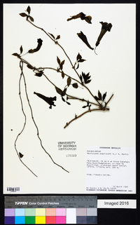 Macfadyena unguis-cati image