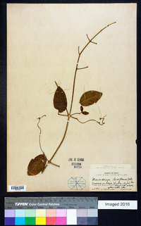 Image of Amphilophium lactiflorum
