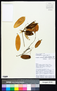 Pithecoctenium cynanchoides image